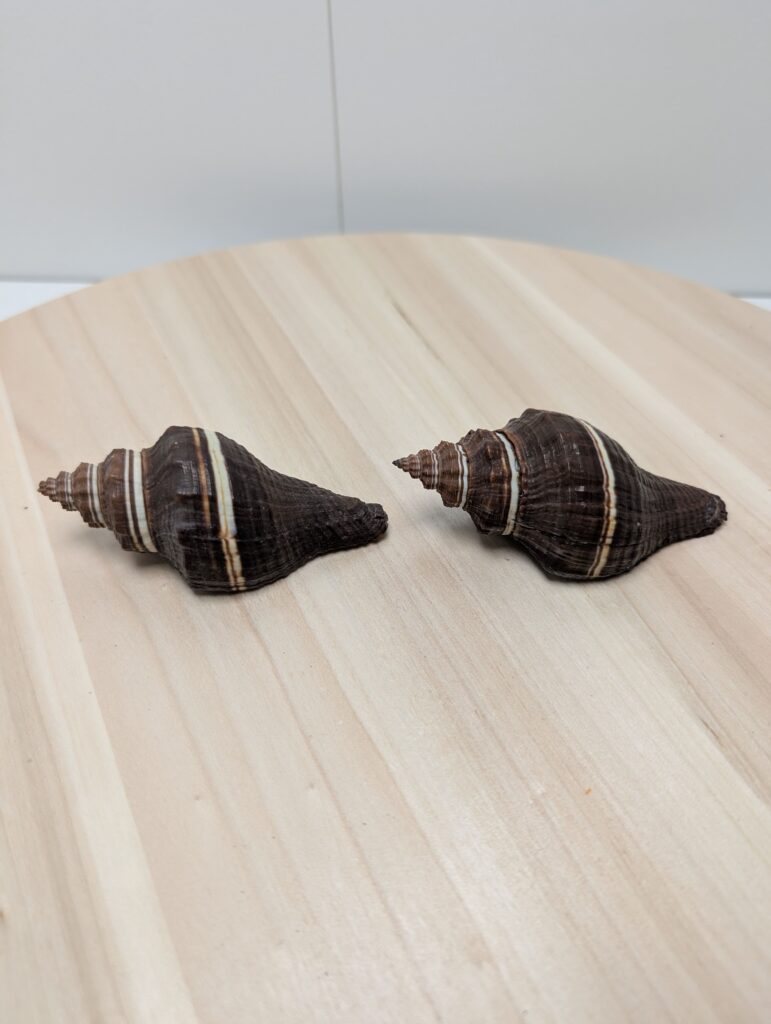 Lot de coquillages Turbo & Trochus N1 | Coucou Retro Lot de coquillages Turbo & Trochus N1 | Coucou Retro